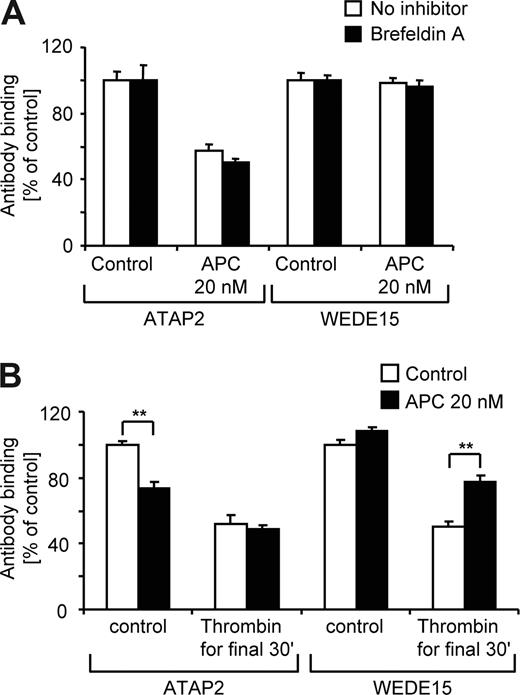 Figure 6. APC cleaved PAR1 remains on the cell surface. (A) Cells were incubated with agonists for 3 hours in the absence or presence of brefeldin A followed by analysis of ATAP2 or WEDE15 binding by surface ELISA as indicated. Means plus or minus SEM are shown (n = 9). (B) Cells were incubated for 3.5 hours with 100 pM hirudin without or with additional 20 nM of APC. For the final 30 minutes of incubation either control or 500 pM of thrombin was added and cell surface–expressed PAR1 was quantified by analysis of ATAP2 and WEDE15 binding. Means plus or minus SEM are shown (n = 9, **P < .005 comparing results without and with thrombin for final 30 minutes).
