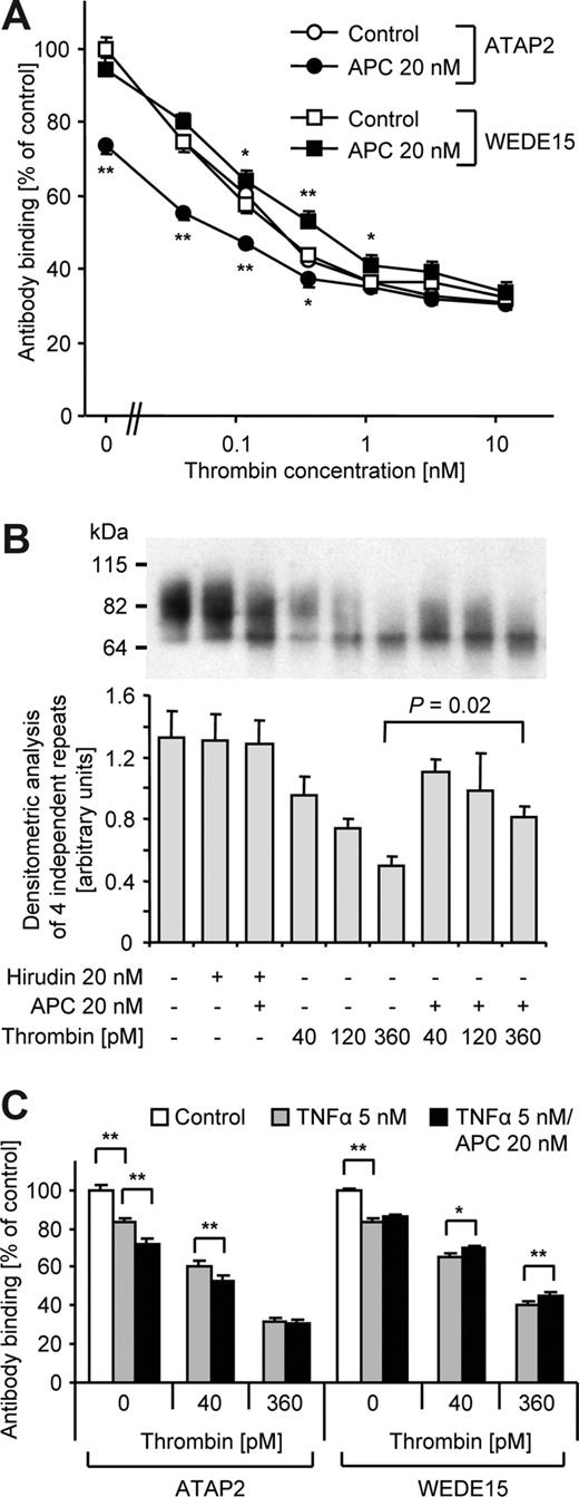 Figure 7. APC-cleaved PAR1 is retained on the cell surface even in the presence of thrombin. (A) Nonfixed cells were incubated for 3 hours with the indicated agonists and cell surface–expressed PAR1 was quantified by analysis of ATAP2 and WEDE15 binding. (B) After incubation with the indicated agonists for 3 hours, surface proteins were biotinylated and isolated with streptavidin agarose. PAR1 was detected by Western blotting using anti-PAR1 WEDE15. A representative experiment is shown in the top panel. Optical density of immunoreactive bands was measured in 3 independent experiments and means plus or minus SEM are shown in the bottom panel. Coincubation with APC led to detection of more surface PAR1 at all thrombin concentrations, a finding that was borderline significant at lower thrombin concentrations but significant at 360 pM thrombin. (C) As indicated, cells were induced with TNFα for 2 hours and thrombin and/or APC added for an additional 3 hours followed by quantification of ATAP2 and WEDE15 binding. Means plus or minus SEM are shown in panels A,C (n = 15 in panel A and 7 in panel C, *P < .05, **P < .005, comparing results without and with APC in panel A).