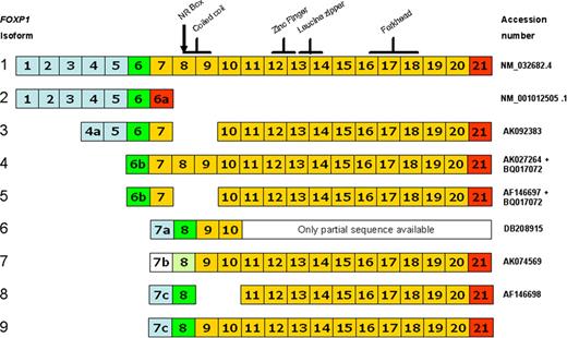 Figure 5. Schematic diagram illustrating the exon structure of alternatively spliced FOXP1 isoforms. Blue shaded exons are 5′ noncoding; white is only potentially noncoding as the sequence lacks upstream stop codons. Green exons contain the translational start site (potential for light green shading), yellow exons are coding, while red exons contain the translational stop codon. The positions of key functional motifs in the FOXP1 protein are illustrated above isoform 1.