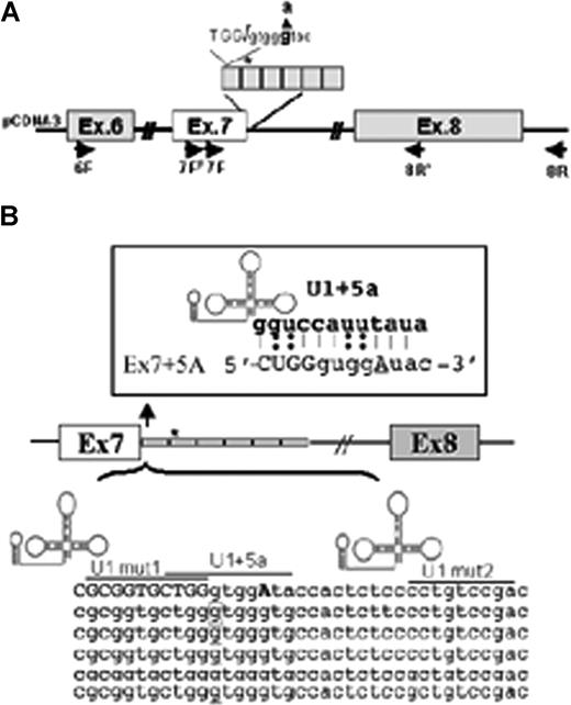 Figure 1. FVII minigene construct and modified U1-snRNAs. (A) Schematic representation of the expression cassette cloned into pCDNA3. The entire region was sequenced to exclude undesired sequence variations. Primers for RT-PCR (6F, 7FF, 7F, 8R′, 8R) are indicated by arrows. The 37bp IVS7 repeats are boxed, and the asterisk represents the 5′ss cryptic site in the first repeat. The 5′ss consensus sequence and the 9726 + 5g/a change (bold) is shown at the top. (B) Schematic representation of the IVS7 repeats and of the U1-snRNA secondary structure. The 5′ tail of U1-snRNAs was engineered to bind to different regions at or near the mutated IVS7 5′ss, and their sequence complementarity is underlined. Complementarity of U1 + 5a is shown at the top. The asterisk and the corresponding boxed nucleotide in the first repeat represent the 5′ss cryptic site.