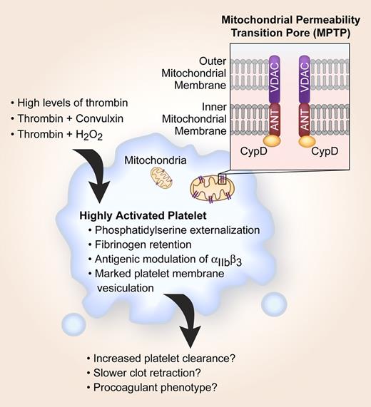 CypD-dependent MPTP formation plays a critical role in pushing a subset of moderately activated platelets into a highly activated state. Highly activated platelets are more likely to be cleared from the circulation, retract clots at a slower rate, and possess procoagulant activity.