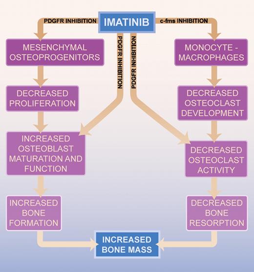 Proposed mechanism for increased bone mass with imatinib.