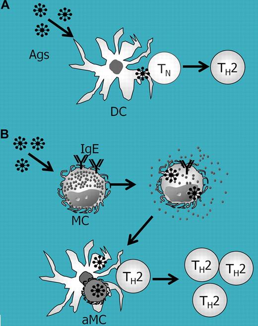 Role of MCs in IgE- and dendritic-cell–mediated antigen-specific T-cell expansion. (A) In a conventional antigen-presentation model, dendritic cells (DCs) incorporate antigens (Ags) and present antigen to naive T (TN) or memory T (TH2) cells. (B) In the MC-mediated, IgE-mediated, and DC-mediated antigen presentation model, IgE/antigen-FcϵRI crosslinking promotes antigen internalization and apoptosis in MCs. DCs then uptake the apoptotic MCs (aMCs) carrying internalized antigens, and thus can efficiently present the antigen to antigen-specific memory T cells.