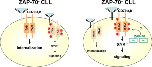 ZAP-70 enhances BCR signaling in B-CLL cells by promoting CD79 phosphorylation. In the proposed model, the increased levels of CD79a and CD79b phosphorylation in B-CLL cells expressing ZAP-70 are dependent on the presence of the 2 ZAP-70 SH2 domains. The mechanisms via which ZAP-70 enhances phosphorylation of CD79a/CD79b are not yet known, but may be the result of a direct interaction between the ZAP-70 SH2 domains and the phosphorylated ITAMs. The phosphorylation of CD79a/CD79b would result in an augmented phosphorylation of Syk and activation of downstream signaling cascades while limiting BCR internalization. In the absence of ZAP-70, the decreased phosphorylation of CD79a/CD79b would limit Syk phosphorylation and downstream signaling but would result in significantly higher levels of BCR internalization.