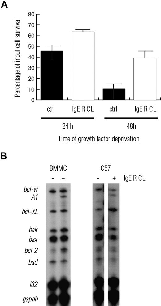 Figure 1. IgE receptor crosslinking induces mast cell survival and A1 expression. (A) Murine BMMCs, cultured under IL-3 deprivation, show enhanced survival when activated by IgE receptor crosslinking (IgER CL). (B) RNase protection assay (RPA) shows an increased expression of A1 in both BMMC and the mouse mast cell line C57 on IgER CL. Data are presented as mean plus or minus SEM of 3 independent experiments.
