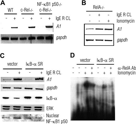 Figure 2. A1 induction is intact in NF-κB–deficient mast cells. (A,B) Reverse transcriptase PCR (RT-PCR) analysis of A1 expression in BMMCs deficient for 3 NF-κB subunits c-Rel (c-rel−/−) or c-Rel plus NF-κB1 p50 (c-rel−/−nfκb1−/−) (A) or RelA (rela−/−) (B) shows strong induction of A1 after IgER CL or ionomycin stimulation. (C) IgER CL increases A1 mRNA levels in C57 cells stably transfected with the nondegradable NF-κB super-repressor, IκB-α SR. Western blot analysis (WB) of cytosolic and nuclear extracts reveal intact IκB levels after IgER CL and an active IκB-α SR. The IκB-α SR is of human origin and runs at a slower mobility. (D) EMSA shows less protein-DNA complex of nuclear RelA and the oligonucleotide probe containing an RelA binding site, from C57 stable transfected with an active IκB-α SR compared with C57 cell transfected with an empty vector. Probing for GAPDH and ERK was used as loading controls in RT-PCR and Western blot analyses, respectively. RT-PCR experiments in panels A, B, and C were performed 3 times with similar results, whereas the Western blots and EMSA in panels C and D were performed twice and once, respectively.