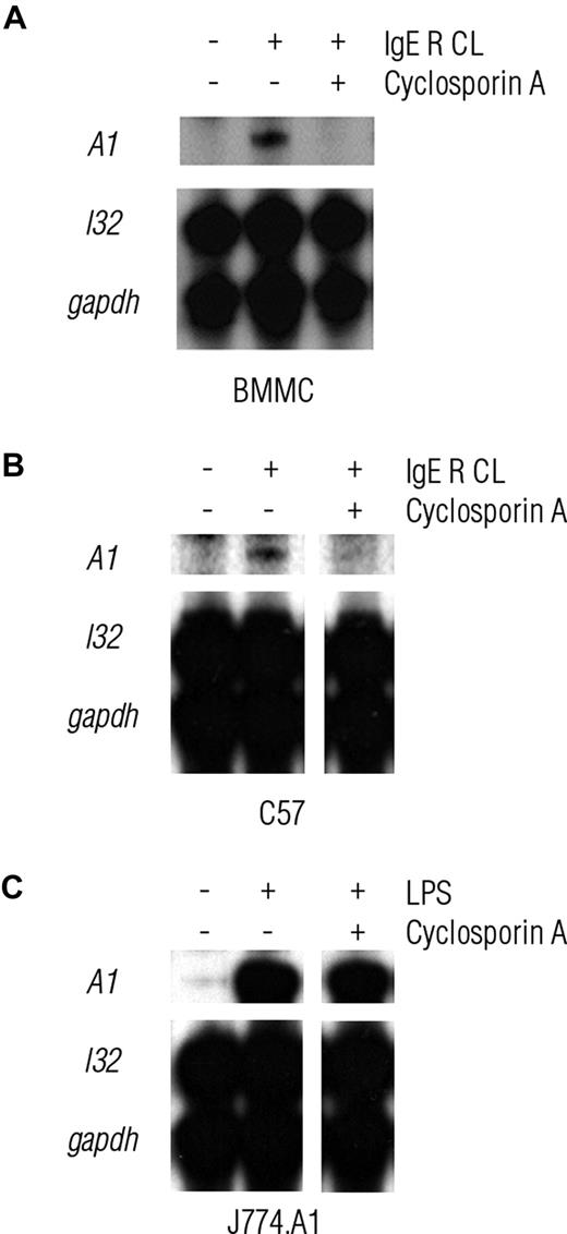 Figure 3. A1 induction is abrogated by the calcineurin inhibitor cyclosporin A specifically in mast cells. BMMCs (A) and the mast cell line C57 (B) show increased expression of A1 mRNA when activated by IgER CL. The calcineurin inhibitor cyclosporin A abrogated the induction of A1. (C) The inhibitory effect of cyclosporin A on A1 induction was not observed in the macrophage cell line J774A.1 activated by LPS. Expression of mRNA was analyzed by RNase protection assays (RPA). Probing for L32 and Gapdh was used as a control. The data are from one (B) and 2 (A, C) independent experiments. Results have also been confirmed by RT-PCR analysis, which was repeated 3 times (data not shown).