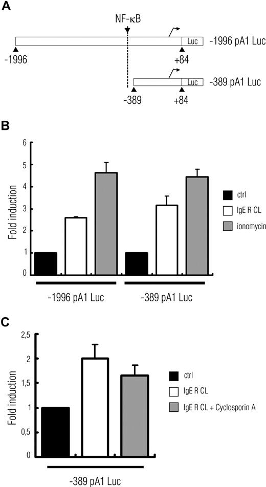 Figure 4. An A1 promoter, lacking the NF-κB site, can still be activated by IgE receptor crosslinking or treatment with the calcium ionophore ionomycin. (A) Schematic view of the 2 vectors with luciferase as a reporter, containing upstream regions of A1. The −389 pA1 Luc does not contain the NF-κB binding site. (B) C57 cells transiently transfected with −1996 pA1 Luc or −389 pA1 Luc show a 3- to 5-fold increase in luciferase activity after IgE receptor crosslinking or treatment with ionomycin (1 μM). (C) The increased luciferase activity was abrogated by the addition of cyclosporin A. Data represent mean plus or minus SEM from 2 or 3 independent experiments.