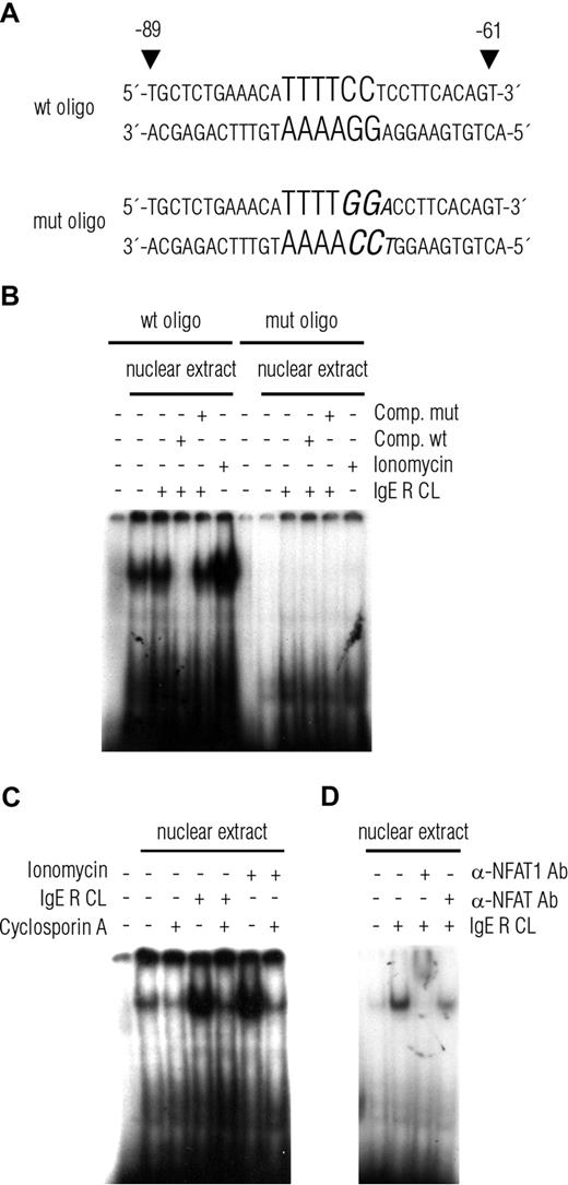 Figure 5. An NFAT-containing protein complex binds to a putative NFAT site in the A1 proximal promoter. (A) Sequences of the wild-type (wt) and mutated (mut) oligonucleotide probes used in the EMSA with the putative binding site for NFAT indicated in bold and the 3 base pair mutation in italics. (B) EMSA on nuclear extracts from C57 cells activated by IgE receptor crosslinking or treatment with ionomycin (1 μM). Activation of C57 cells results in an increased binding of a nuclear protein complex to the oligonucleotide probe shown in panel A. This complex formation is abrogated by pretreatment with unlabeled competitive wt but not mutated oligonucleotide probe. Mutated oligonucleotide probe does not form binding complex at all. (C) The augmented complex binding from activated C57 is inhibited by pretreatment of the cells with cyclosporin A. (D) NFAT-specific antibodies (anti-NFAT = NFATc1; anti-NFAT1 = NFATc2) cause a band shift in the EMSA, indicating the presence of NFAT within the DNA-protein complex. Representative results from 2 independent experiments are shown.