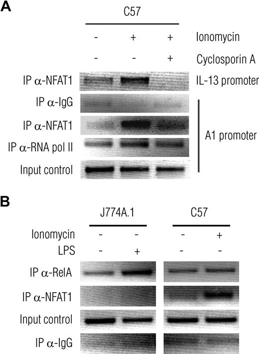 Figure 6. NFAT1-containing protein complexes bind a promoter region of A1 on activation in mast cells but not the macrophage cell line J774A.1. (A) ChIP reveals an increase of NFAT1-containing protein complexes bound to the A1 promoter in C57 cells stimulated with ionomycin for 3 hours compared with unstimulated cells. The binding is inhibited by pretreatment (10 minutes) of the cells with cyclosporin A before stimulation with ionomycin. Chromatin fragments were prepared and immunoprecipitated with antibodies against NFAT1, control IgG (negative control), and RNA polymerase II (positive control). The immunoprecipitated DNA and input DNA were analyzed by PCR using specific primer pairs for A1 resulting in PCR products covering the sequence shown in Figure 5A, and for the promoter of IL-13. Shown is a representative of 3 independent experiments. (B) Activation of the macrophage cell line J774A.1 by LPS for 3 hours increases complex formation of the NF-κB subunit RelA and chromatin of the A1 promoter region. On the contrary, the NFAT1-specific antibody does not pull down any chromatin bound protein complexes in J774A.1 but in ionomycin-activated C57 cells.