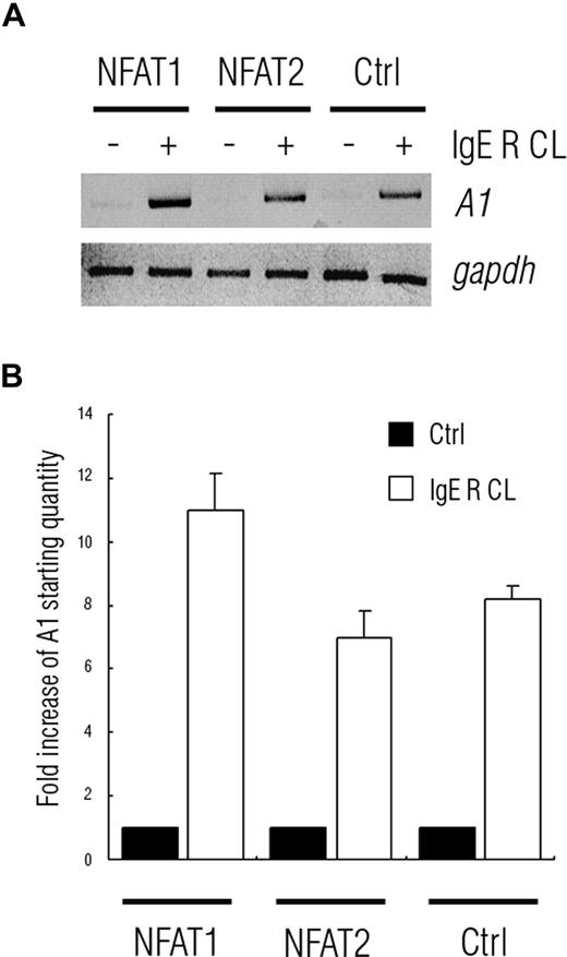 Figure 7. Expression of constitutively active NFAT1 increases A1 mRNA levels in FcϵRI-stimulated mast cells. (A) RT-PCR analysis was used to determine the levels of A1 mRNA in C57 cells transiently transfected with vectors expressing constitutively active NFAT1, NFAT2, or empty vector. The cells were left untreated or were activated by FcϵRI crosslinking. Amplification of GAPDH was used as control. Overexpression of NFAT1, but not NFAT2, resulted in increased levels of A1 mRNA. Representative results from 2 independent experiments are shown. (B) Real-time quantitative PCR analysis of A1 mRNA shows increased levels of A1 expression in C57 cells expressing constitutively active NFAT1 compared with cells transfected with empty vector. Data are presented as mean plus or minus SEM from 3 independent experiments.