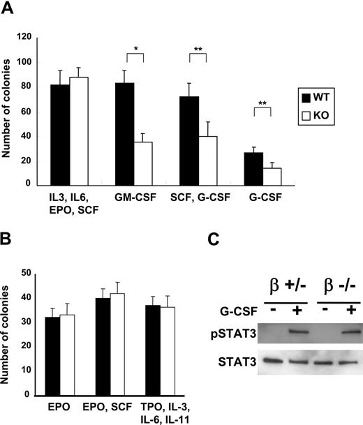 Figure 2. Analysis of bone marrow cells. Bone marrow cells were isolated from wild-type (n = 4) and C/EBPβ-deficient (n = 4) adult mice. (A) Bone marrow cells (2 × 104) were cultured in 1% methylcellulose supplemented with IL-3 (10 ng/mL), IL-6 (10 ng/mL), SCF (20 ng/mL), and EPO (3 U/mL);or GM-CSF (20 ng/mL); or G-CSF (60 ng/mL) and SCF (20 ng/mL); or G-CSF (60 ng/mL) alone. Colonies were scored if they contained more than 50 cells at day 7. Results in panels A and B represent the mean plus or minus SD of 4 mice in each cohort (*P < .001; **P < .005). (B) Bone marrow cells (2 × 105) were cultured in either 1% methylcellulose or MegaCult-C media (CFU-Meg), supplemented with either EPO (3 U/mL); or EPO (3 U/mL) and SCF (20 ng/mL); or TPO (50 ng/mL), IL-3 (10 ng/mL), IL-6 (20 ng/mL), and IL-11 (10 ng/mL). BFU-E (EPO and SCF) and CFU-Meg (TPO, IL-3, IL-6, and IL-11) were counted on day 7 of culture; CFU-E (EPO alone) was enumerated on day 2. Black and white bars show wild-type and C/EBPβ-deficient mice, respectively. (C) Detection of phospho-STAT3 in bone marrow cells. Bone marrow cells were isolated from C/EBPβ heterozygous mutant and C/EBPβ-deficient adult mice, and the cells were stimulated either with or without G-CSF (100 ng/mL) for 30 minutes. Signals of phospho-STAT3 (pSTAT3) and STAT3 were detected by Western blot analysis.