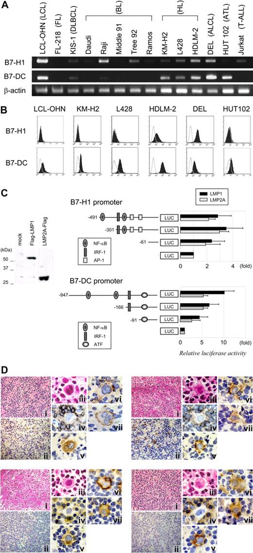Figure 1. Expression and gene regulation of B7-H1 and B7-DC. (A) Reverse transcription–polymerase chain reaction (RT-PCR) of human lymphoid cell lines for B7-H1 and B7-DC expression. β-Actin is shown as a cDNA control. (B) Histograms showing B7-H1 and B7-DC expression levels in human lymphoid cell lines. Open histograms represent isotype controls. (C) Luciferase reporter assay detecting alterations in B7-H1 and B7-DC promoter activities by EBV latent membrane proteins. Either flag-tagged LMP1, LMP2A expression vector, or mock vector was transfected with one of the reporter vectors into 293T cells. LMP1 and LMP2A protein expression was confirmed by Western blotting (left). Schematic diagrams of promoter regions of B7-H1 and B7-DC cloned into the pGL3-enhancer vector are shown (right). Numbers are the nucleotide positions that refer to the 5′ boundary of exon 1 of each gene, and binding sites of representative transcription factors are indicated. Luciferase activities are expressed relative to the activity of the mock vector–transfected controls. Values are the means of 3 independent experiments; bars represent SD. (D) Immunohistochemical analysis of 4 HL tissue specimens. HE (i) and LMP1 staining (ii) (original magnification ×400); HE (iii), CD3 (iv), CD30 (v), B7-H1 (vi), and B7-DC (vii) (original magnification ×1000), focusing on H/RS cells and surrounding T cells. EBV is shown to be positive in the top 2 samples and negative in the bottom 2.