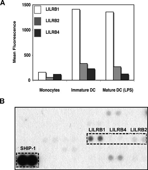 Figure 1. Expression and tyrosine phosphorylation status of inhibitory LILRs during differentiation of monocyte-derived DCs. (A) Cell-surface expression of LILRB1 (▭), LILRB2 (), and LILRB4 (▬) was analyzed by flow cytometry. The majority (> 95%) of each cell population expressed the respective inhibitory receptors. The y-axis represents the geometric mean fluorescence levels. Results shown are representative of 4 experiments. (B) Tyrosine phosphorylation status of LILRB receptors was examined using a commercial array. Negatively isolated monocytes cultured overnight or day-7 monocyte-derived DCs were lysed, incubated with the R&D Systems Human Phospho-Immunoreceptor Antibody Array, washed, and incubated with a phosphotyrosine-specific antibody, and results were visualized by chemiluminescence. LILRB1, LILRB2, and LILRB4 were positive throughout in vitro differentiation indicating continuous signaling function. A representative blot is shown.