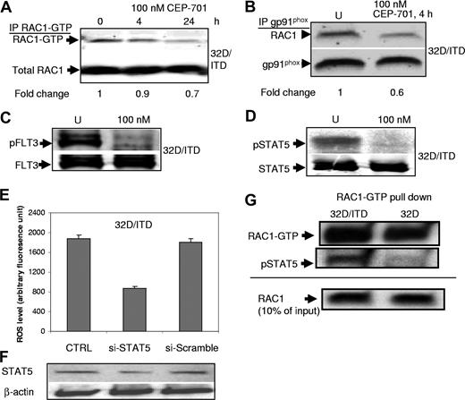 Figure 4. RAC1 and STAT5 activity are involved in ROS production. (A) CEP-701–mediated inhibition of FLT3/ITD leads to a small decrease in RAC1 activity (RAC1-GTP level). RAC1 was used as a loading control. Indicated at the bottom is the fold change of RAC1-GTP relative to total RAC1. (B) Immunoprecipitation of gp91phox and Western blotting for RAC1 show decreased binding of RAC1 to gp91phox after CEP-701 treatment. gp91phox was used as a loading control. Indicated at the bottom is the fold change of RAC1 relative to total gp91phox. (C,D) CEP-701 blocks phosphorylation of FLT3, which in turn prevents STAT5 phosphorylation. Western blotting for pFLT3 (C) and pSTAT5 (D) in CEP-701–treated and untreated cells 32D/ITD cells. FLT3 and STAT5 were used as loading controls, respectively. (E,F) Partial knockdown of STAT5, which was confirmed by Western blotting, leads to significant decrease in ROS production in 32D/ITD cells. No significant decrease in ROS was observed in cells transfected with scrambled siRNA (si-Scramble) in comparison with the control without siRNA (CTRL). (G) RAC1-GTP pull-down assay in 32D and 32D/ITD cells, followed by Western blotting for RAC1 and pSTAT5. RAC1-GTP appears increased in 32D/ITD compared with 32D cells. pSTAT5 binds active RAC1 in 32D/ITD cells. Ten percent input protein is shown detected by Western blotting for RAC1.