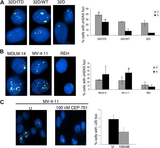 Figure 5. DNA damage was assessed by γH2AX foci counting. (A) γH2AX foci are increased in 32D/ITD cells compared with 32D/WT and 32D cells. (B) γH2AX foci are increased in MOLM-14 and MV-4-11 cells (containing FLT3/ITD mutation) compared with REH (without FLT3/ITD mutation). Results of the foci counting are presented graphically showing the number of cells with fewer than 5 and more than 5 foci. (C) MV-4-11 cells were treated with 100 nM CEP-701 for 4 hours, followed by staining for γH2AX. Results are compared with those of untreated control. Left panel represents untreated and right panel represents CEP-701 treated cells. Graphic representation of foci showing a decrease in number of cells with more than 25 foci per cell in treated samples. The error bars represent plus or minus SEM.