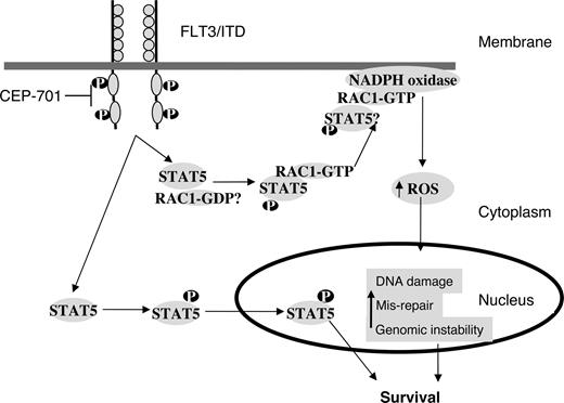 Figure 7. A working model for the role of STAT5 in regulating RAC1 activity and ROS production in FLT3/ITD-positive AML cells. FLT3/ITD signaling leads to phosphorylation of STAT5 and its subsequent translocation to the nucleus, and helps in cell survival. Our results suggest that RAC1-GTP binding to pSTAT5 is increased in FL3/ITD cells. Both RAC1 and STAT5 appear important for ROS production. Active RAC1 binding to gp91phox of the NADPH oxidase complex is required for ROS production. Inhibition of FLT3/ITD by CEP-701 leads to the inhibition of STAT5 phosphorylation, decreased RAC1 activity and binding to gp91phox, and decreased ROS levels. Further investigation is needed to clarify the STAT5/RAC1 interaction at the molecular level.