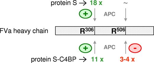 Figure 7. Effects of protein S and protein S-C4BP on APC-mediated proteolysis of factor Va at R306 and R506. Both protein S and protein S-C4BP are cofactors for APC that stimulate APC-mediated proteolysis at R306 in factor Va 18-fold and 11-fold, respectively. While protein S has no effect on APC-mediated inactivation at R506 in factor Va, the protein S-C4BP complex specifically inhibits APC-mediated cleavage at R506 3- to 4-fold.
