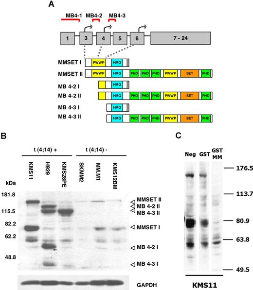 Figure 1. Myeloma cell lines carrying t(4;14) overexpress the MMSET protein. (A) The schematic map of the MMSET gene, its wild-type (MMSET-I and MMSET-II) and shorter transcripts resulting from variation in the position of the breakpoint in the t(4;14) translocation. Three transcription start sites (bent arrows) within the first 6 exons of the MMSET gene serve as initiation sites for different transcripts depending on the position of the breakpoint (MB4-1, MB4-2, MB4-3) (modified from Keats et al23). The different transcripts encode a different complement of chromatin-related MMSET domains (PWWP, HMG, PHD, and SET). (B) Immunoblot of nuclear extracts from t(4;14)-positive (lanes 1-3) and t(4;14)-negative (lanes 4-6) myeloma cell lines with a rabbit polyclonal anti-MMSET antibody. The KMS11 line overexpresses the full-length isoforms MMSET-I and MMSET-II (lane 1), whereas the H929 and KMS28PE lines overexpress shorter variants MB4-2 (I and II) and MB4-3 (I and II) originating from 2 alternative start sites (lanes 2 and 3). GAPDH is used as loading control. (C) An immunoblot of KMS11 cell extract with rabbit anti-MMSET antibody was coincubated with GST or the GST-MMSET immunogen to check antibody specificity.