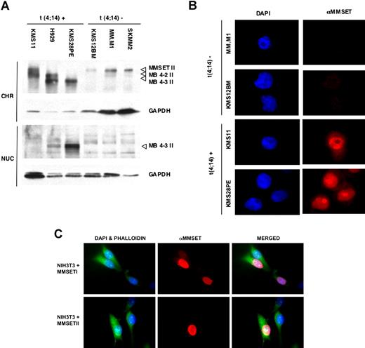 Figure 2. MMSET isoforms exhibit different patterns of nuclear distribution. (A) Distribution of MMSET isoforms in the chromatin and nuclear fractions. The full-length MMSET-II protein of the line KMS11 and all t(11;14) lines as well as the MB4-2 II variant of line H929 are chromatin-bound (lanes 1-2 and lanes 4-6, respectively), whereas the MB4-3 II variant of lines H929 and KMS12PE is additionally found in the soluble nuclear fraction (lanes 2 and 3). GAPDH is used as a loading control. CHR indicates insoluble chromatin fraction; NUC, soluble nuclear fraction. (B) Overexpressed MMSET protein is localized to nuclei and shows a diffuse pattern of expression. The t(4;14)-positive myeloma cell lines KMS11 and KMS28PE stained with anti-MMSET antibody show higher levels of MMSET expression (red) in the cell nucleus (blue) than the t(11;14) lines MM.M1 and KMS12BM. The full-length MMSET protein present in KMS11 exhibits a diffuse speckled nuclear distribution and is excluded from the nucleolus, whereas the MB4-3 protein present in KMS28PE appears focalized mainly in nucleoli. (C) NIH3T3 cells were transfected with an expression vector for MMSET-I or MMSET-II, immunostained with anti-MMSET antibody, and counterstained with phalloidin and DAPI. Original magnification ×400 for all panels.