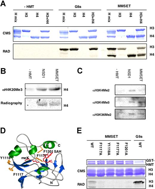 Figure 3. The MMSET protein is a histone methyltransferase specific for histones H3 and H4 in vitro. (A) The SET domain of MMSET catalyzes the transfer of 14C-methyl groups to histones H3 and H4. The GST fusion of the SET domain and the terminal PHD finger of MMSET was incubated with the indicated histone substrates and 14C-SAM. The reaction mix was resolved by SDS-PAGE, stained with Coomassie blue, whereas radiolabel retention was visualized by autoradiography. (B) The SET domains of MMSET and NSD1 catalyze the trimethylation of K20 in histone H4 in vitro. The methylation state of the recombinant histone was assayed by immunoblotting with antitrimethyl K20 antibodies. (C) The SET domains of MMSET and NSD1 catalyze histone H3 methylation in vitro. The methylation state of the recombinant histone was assayed by immunoblotting with corresponding antibodies. (D) A model structure of the SET domain of MMSET in complex with a substrate lysine as well as methyl-donor cofactor. Four residues in the MMSET active were predicted to play an important role in catalysis by mediating binding to the substrate histone, substrate lysine, and SAM cofactor. (E) Mutations of the identified residues greatly reduce HMT activity. Recombinant wild-type or mutant in each of the 4 identified SET domain residues was assayed for in vitro HMT activity with 14C-SAM.