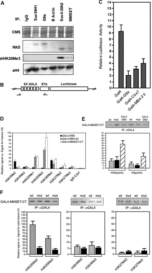 Figure 4. MMSET mediates histone H4K20 trimethylation in vivo. (A) MMSET, Suv4-20h2, Suv39H1, and G9a were immunoprecipitated from KMS11 cells and incubated in vitro with histone substrates and 14C-SAM. Immunoprecipitated β-actin served as a negative control. Specific antibodies to trimethylated histone H4 indicate that both MMSET and Suv4-20h2 trimethylate H4K20. (B) Schematic diagram of the integrated Gal4 reporter gene, arrows show sites corresponding to PCR primers. (C) Luciferase activity from an integrated reporter gene was measured subsequent to transfection with Gal4 DNA binding domain, the C-terminal portion of MMSET (Gal4-MB4-2-II), and known repressors (GAL4-G9a, GAL4-Cbx7). (D) Chromatin configuration of an integrated Gal4 reporter gene in response to Gal4-MMSET. Chromatin from cells transfected with a Gal4-MMSET fusion or the Gal4 DNA binding domain was precipitated with the indicated antibody and a PCR fragment encompassing the Gal4 DNA binding sites and promoter region of the reporter gene was amplified. The fraction of input precipitated by each antibody was normalized to the fraction precipitated by antihistone H3 antibodies. Black bar, transfection with Gal4-DBD; gray bar, transfection with Gal4-MMSET-MB4-II; white bar, transfection with Gal4-MMSET (C terminal domain). The results shown are the average (± SD) of 4 independent experiments. (E) Relative levels of acetylation of H3 and H4 on the Gal4 target gene associated with transfection of Gal4-MMSET as shown by quantitative ChIP. Above the graphs, qualitative ChIP is displayed to show the level of recruitment of wild-type and mutant Gal4-MMSET to the target promoter. Gray bar, transfection with wild-type Gal4-MMSET; black bar, transfection with mutant Gal4-MMSET Y1118A; striped bar, transfection with Gal4. (F) Relative levels of methylated histone lysines on the Gal4 reporter associated with wild-type and mutant Gal4-MMSET as determined by quantitative ChIP was performed for each of the indicated modifications on histones H3 and H4. Promoter occupancy of both wild-type and mutant Gal4-MMSET as tested by immunoprecipitation with antibody to Gal4 is shown. Values represent relative signal versus total histone. Gray bar, transfection with wild-type Gal4-MMSET; black bar, transfection with mutant Gal4-MMSET Y1118A. Error bars represent SD.
