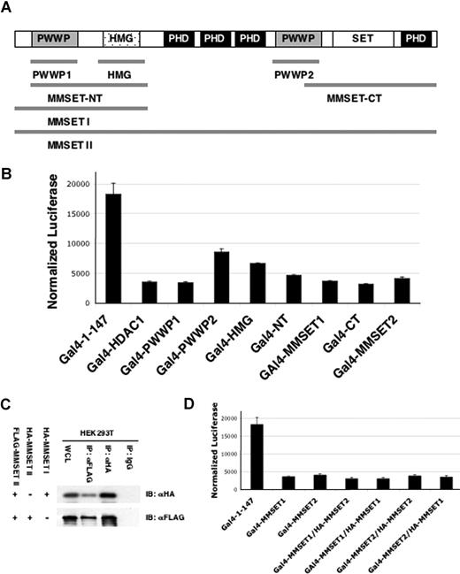 Figure 5. MMSET mediates repression of a model target gene. (A) Constructs used in the reporter assay are fusions of the respective MMSET fragments to the DNA-binding domain of Gal4 (Gal-DBD, residues 1-147). The MMSET domains present in each fusion fragment are shown on the top of the figure. (B) Plasmids (125 ng) expressing the Gal4 DNA binding domain or Gal4 fusions of the MMSET domains were transfected into the Gal4-tk-luciferase reporter cell line in 24-well dishes. A representative triplicate experiment showing luciferase activity normalized to protein concentration is shown. (C) MMSET-II coimmunoprecipitates with MMSET-I and II. FLAG-tagged MMSET-II was cotransfected in HEK293T cells either with HA-MMSET-I or HA-MMSET-II. Total cell lysates (WCL) were immunoprecipitated with anti-FLAG antibody and subjected to immunoblotting with anti-HA antibody. Immunoprecipitation with nonspecific IgG is shown as a control. (D) Gal4-MMSET-I or Gal4-MMSET-II plasmids (125 ng) were transfected into the Gal4 reporter cell line along with 250 ng of MMSET-I or MMSET-II expression plasmid as indicated. A representative triplicate experiment showing luciferase activity normalized to protein concentration is shown. Error bars represent SD.