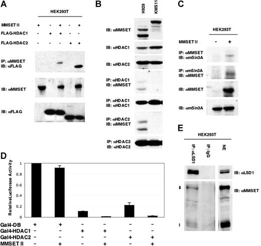Figure 6. MMSET interacts cofactors and histone deacetylases. (A) Total lysates of HEK293T cells transfected with HDAC1 or HDAC2 were immunoprecipitated with anti-MMSET antibody and probed with antibodies to epitope-tagged deacetylases. (B) Nuclear extracts from H929 and KMS11 cells were immunoprecipitated with anti-HDAC 1 and 2 antibodies and probed with anti-MMSET. (C) Total cell lysates from untransfected HEK293T cells and cells transfected with MMSET-II were immunoprecipitated with anti-mSin3A or anti-MMSET antibodies and analyzed by immunoblotting with the anti-MMSET and anti-Sin3A antibodies, respectively. (D) A Gal luciferase reporter gene was coexpressed in 293T cells along with Gal4-HDAC1 or Gal4-HDAC2 in the presence or absence of MMSET. Error bars represent SD. (E) MMSET-I and MMSET-II coimmunoprecipitate with the histone demethylase LSD1. Nuclear extracts (NE) from HEK293T cells were coimmunoprecipitated with either anti-LSD1 antibody or rabbit IgG, and immunoblotted with anti-MMSET antibody.