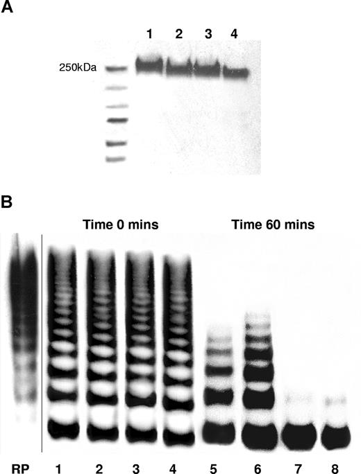 Figure 4. Recombinant VWF glycan mutants. (A) The cDNA encoding full-length VWF was cloned into pcDNA3.1 as described and transfected into HEK293T cells using PEI. Recombinant VWF was analyzed by reducing 7% SDS-PAGE followed by Western blotting and probing with anti–VWF-HRP. wtVWF (lane 1), N1515Q (lane 2), N1574Q (lane 3), and N1515/1574Q (lane 4). (B) wt and mutated recombinant VWF (5 μg/mL) was cleaved by 10 nM ADAMTS13 in the presence of 1.5 M urea and cleavage assessed by multimer analysis in 1% gels. wtVWF (lanes 1,5), N1515Q (lanes 2,6), N1574Q (lanes 3,7), and N1515/1574Q (lanes 4,8). RP indicates reference plasma; vertical line indicates a repositioned gel lane.
