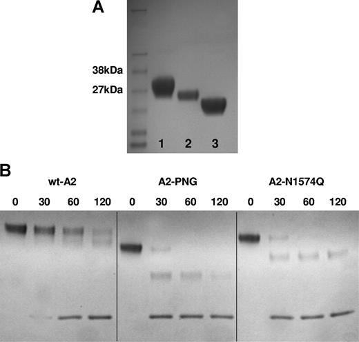 Figure 6. Proteolysis of recombinant A2 domain fragments. (A) Purified recombinant A2 domain was analyzed by 12% SDS-PAGE and Coomassie staining. VWF A2 domain was visible as a single band of approximately 29 kDa corresponding to its predicted mass (lane 1). A2-N1574Q (lane 2) and PNGase F–digested A2 (lane 3) were also analyzed on the same gel for comparison. (B) wtA2, A2-N1574Q, and A2-PNG (5 μM) were incubated with 10 nM ADAMTS13 in 5 mM CaCl2, 50 mM NaCl, and 20 mM Tris-HCl (pH 7.8), and 1.5 M urea. At various time points subsamples were taken and the reaction was stopped with EDTA, and proteolysis was assessed by SDS-PAGE in 16% Tris-tricine gels and Coomassie staining.