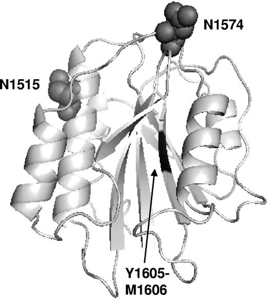 Figure 7. Predicted model of the VWF A2 domain showing the location of N1515 and N1574. A model of the VWF A2 domain was prepared as previously described32 and manipulated using Protein Explorer software (available from http://www.umass.edu/microbio/chime/pe_beta/pe/protexpl/, University of Massachusetts). The ADAMTS13 cleavage site, Y1605-M1606, is shown in the center of the domain. Both glycosylation sites, N1515 and N1574, are located on the same face of the A2 domain but on opposite sides of the ADAMTS13 cleavage site. Glycosylation sites are represented by ball structures and are not representative of the size of the glycan present at each site.