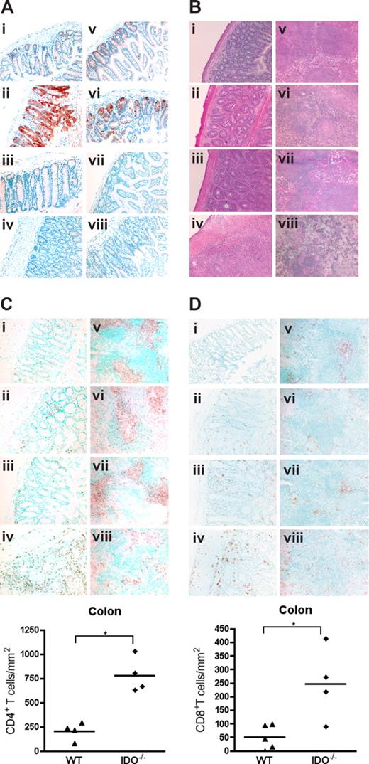 Figure 2. Donor T cells up-regulate host IDO expression and worsen GVHD in IDO−/− vs wt recipients. (A) Wt or IDO−/− mice were lethally irradiated and infused with 3 × 106 CD4+ and CD8+ T cells and killed on day 7. Cryosections of colon (left) and small intestine (right) were stained by immunohistochemistry for IDO. (i,v) Wild-type BM only. (ii,vi) Wild-type GVHD. (iii,vii) IDO−/− BM only. (iv,viii) IDO−/− GVHD. (B) Hematoxylin and eosin staining of wt and IDO−/− colons (i-iv) and spleens (v-viii) 27 days after transplantation with 3 × 106 CD4+ and CD8+ Balb/c T cells. (i,v) Wild-type BM only. (ii,vi) Wild-type GVHD. (iii,vii) IDO−/− BM only. (iv,viii) IDO−/− GVHD. (C) IHC staining of tissues in B for CD4. Cell numbers in colon are quantitated below (*P < .002). (D) IHC staining of tissues in B for CD8. Cell numbers in colon are shown below (*P < .02). Original magnification ×200, except spleens, which were ×100. Images are representative of 3 to 5 mice per group.