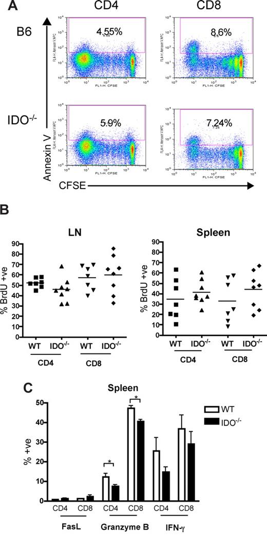 Figure 5. Proliferation, survival, and effector function of allogeneic T cells in secondary lymphoid organs are not increased in IDO−/− mice. (A) 60 × 106 CFSE-labeled Balb/c splenocytes were transferred into lethally irradiated B6 or IDO−/− recipients. Mice were killed on day 4, and spleen was examined by flow cytometry for CFSE dilution and annexin V positivity. Spleen data shown are representative of 4 mice/group per day. Cells were gated on CD4+ or CD8+, H-2Kb-negative events. Numbers indicate percentage of annexin V–positive cells. (B) Lethally irradiated B6 or IDO−/− mice were infused with Balb/c TCD BM and 3 × 106 CD4+ and CD8+ T cells. Drinking water was supplemented with BrdU at days 15 to 20 after transplantation. Spleen and mesenteric LN were harvested and analyzed by flow cytometry for BrdU incorporation. Data are pooled from 2 identical experiments; n = 3 or 4 mice/group. No significant differences were observed. Cells were gated on CD4+ or CD8+, H-2Kb–negative events. (C) Lethally irradiated B6 or IDO−/− mice were infused with Balb/c TCD BM and 4 × 106 CD4+ and CD8+ T cells. Seven days after transplantation, spleens were harvested and analyzed by flow cytometry for FasL, granzyme B, and IFN-γ expression; n = 4 mice/group. Cells were gated on CD4+ or CD8+, H-2Kb-negative events (*P < .05).