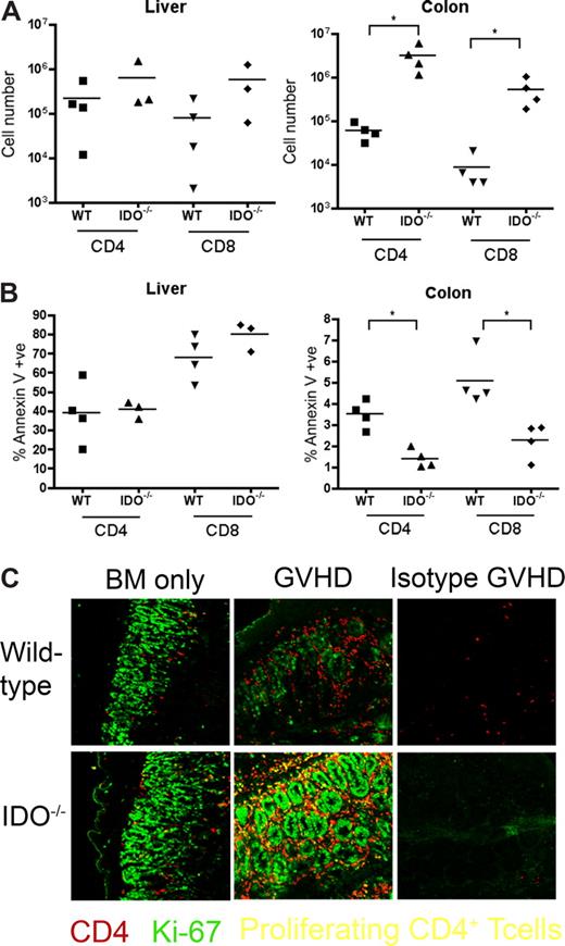 Figure 7. T-cell proliferation and survival are increased in colons of IDO−/− recipients. (A) B6 or IDO−/− mice were lethally irradiated and infused with Balb/c TCD BM and 3 × 106 CD4+ and CD8+ T cells. At 21 days after transplantation, T cells were isolated from colons and livers and counted; n = 4 mice/group (*P < .04). (B) T cells isolated from colon and liver were stained for annexin V; n = 4 mice/group (*P < .01). (C) Day 27 tissues from the transplant in Figure 2 were stained for CD4 in Cy5 (shown in red) and Ki-67 in FITC (shown in green), a nuclear marker of proliferation. Proliferating CD4+ cells are yellow. Original magnification ×400. Images are representative of 2 similar experiments, 2 to 5 fields/mouse, 3 to 5 mice/group.