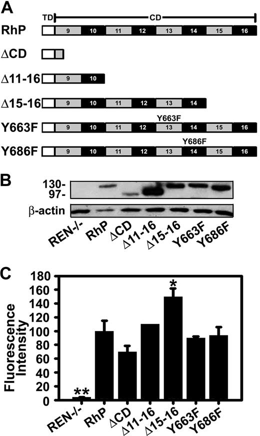 Figure 1. Expression of human PECAM-1 isoforms by REN cells. (A) Schematic representation of full-length PECAM-1 and different truncated and point mutant isoforms. TD indicates transmembrane domain; CD, cytoplasmic domains; RhP, full-length human PECAM-1. The 6 Ig-like extracellular domain, equal for all constructs, are not shown. ΔCD is a construct lacking the entire PECAM-1 cytoplasmic domain. Δ11-16 and Δ15-16 are truncated constructs in which these specific exons have been deleted. Specific point mutations are shown in exons 13 and 14 for Y663F and Y686F isoforms. (B) Immunobloting of full-length wild-type and mutant PECAM-1 isoforms expressed in REN cells. Proteins were extracted from transfected and nontransfected REN cell lysates and immunoblotted with monoclonal anti-PECAM 4G6 to human PECAM-1. Beta-actin was used as a control for protein loading. Protein molecular weight markers (in kilodaltons) are shown on the left. Nontransfected REN cells do not express PECAM-1 (REN−/−, lane 1). (C) Cell-surface expression of PECAM-1 was determined by FACS using mouse anti-human PECAM-1 monoclonal antibodies. Mean fluorescence intensity values were normalized to PECAM-1 expression level for RhP (n ≥ 3; *P < .01, **P < .001 to RhP).