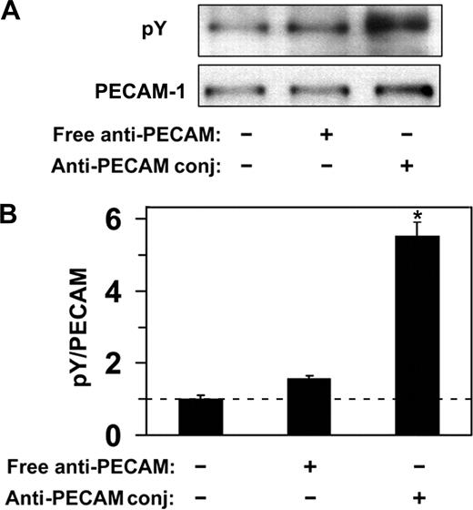 Figure 2. Anti-PECAM/conjugates cause PECAM-1 phosphorylation in endothelial cells. (A) HUVECs were incubated with either free anti-PECAM antibody or multivalent anti-PECAM/conjugates for 1 hour at 37°C. Cells were washed to remove nonbound conjugates, and tyrosine phosphorylation was determined from total cell lysates by Western blot using monoclonal HRP-labeled anti-pY, and goat polyclonal anti-PECAM followed by HRP-labeled anti–goat IgG. (B) Western blot densitometry. Dashed line indicates the level of PECAM-1 phosphorylation in HUVECs treated with anti-PECAM/conjugates at 4°C. Data are mean plus or minus SD (n = 3; *P < .05).