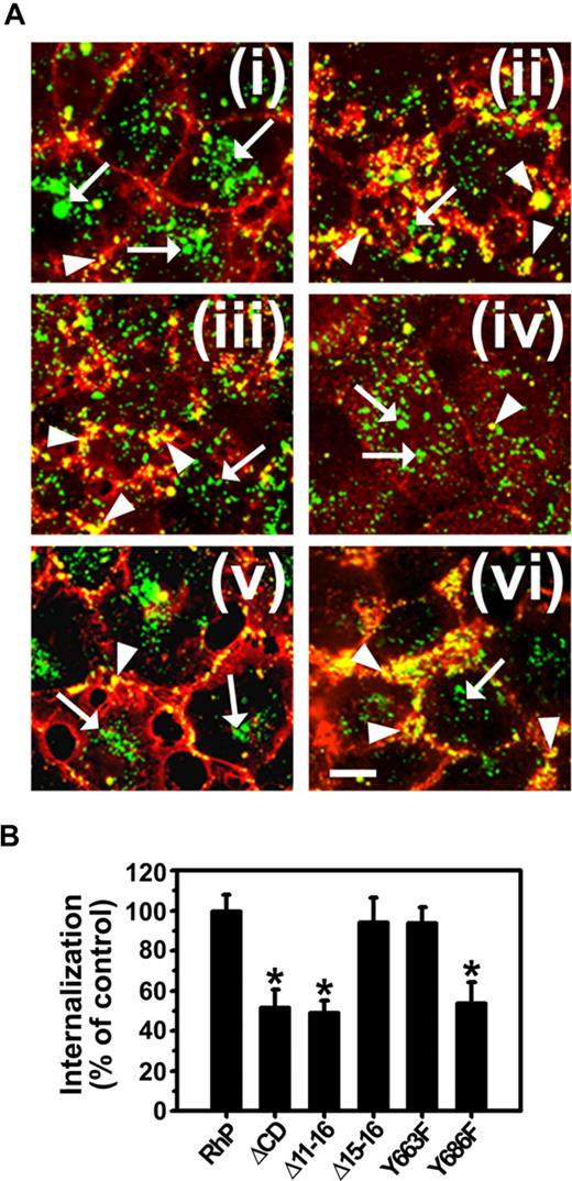 Figure 4. Anti-PECAM/NC internalization is inhibited in REN cells expressing isoforms that lack tyrosine 686. (A) Cells were incubated with FITC-labeled anti-PECAM/NCs at 37°C for 3 hours, washed, fixed, and counterstained with Texas red goat anti–mouse IgG to label noninternalized nanocarriers. Merged images show internalized anti-PECAM/NCs as single-labeled green particles (arrows) and surface-bound anti-PECAM/NCs as double-labeled yellow particles (arrowheads). (i) RhP. (ii) ΔCD. (iii) Δ11-16. (iv) Δ15-16. (v) Y663F. (vi) Y686F. Magnification bar represents 10 μm. (B) The percentage of internalization was calculated as mean plus or minus SD (n ≥ 25 cells; *P < .001).