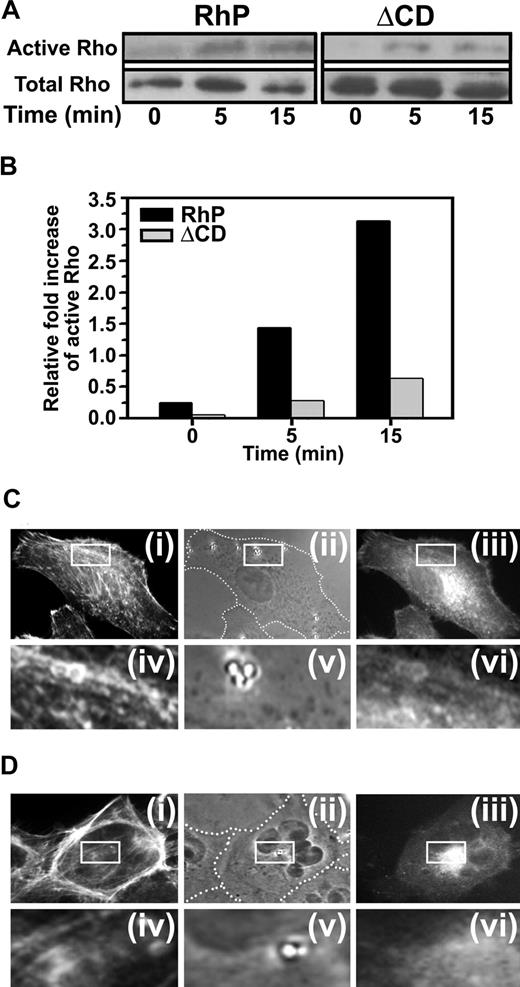 Figure 5. PECAM-1 engagement by anti-PECAM/NCs induces RhoA activation and mobilization. (A) RhP and ΔCD cells were incubated with anti-PECAM/NCs for 0, 5, and 15 minutes. RhoA activity was then measured using GST-RBD to pull-down active RhoA (GTP-Rho) and blotted with anti-Rho. Total Rho in cell lysates was also determined. (B) Relative RhoA activation was quantified by densitometry and indicated as fold increase of active RhoA in relation to total RhoA. RhP (C) and ΔCD (D) cells transfected to express EGFP-RhoA were incubated for 15 minutes at 37°C with 1 μm diameter, nonfluorescent anti-PECAM/NCs to visualize RhoA redistribution to nanocarrier contact-sites in RhP (Ciii) and ΔCD cells (Diii). After permeabilization, the cells were stained with red Alexa Fluor 594 phalloidin to label filamentous actin (Ci,Di). Phase contrast images (Cii for RhP and Dii for ΔCD) served to locate anti-PECAM/NCs with respect to the cell borders (marked by a dashed line). Lower panels in C and D show 4-fold magnified images of the areas outlined by the insets in RhP (Civ-Cvi) and ΔCD (Div-Dvi) cells.