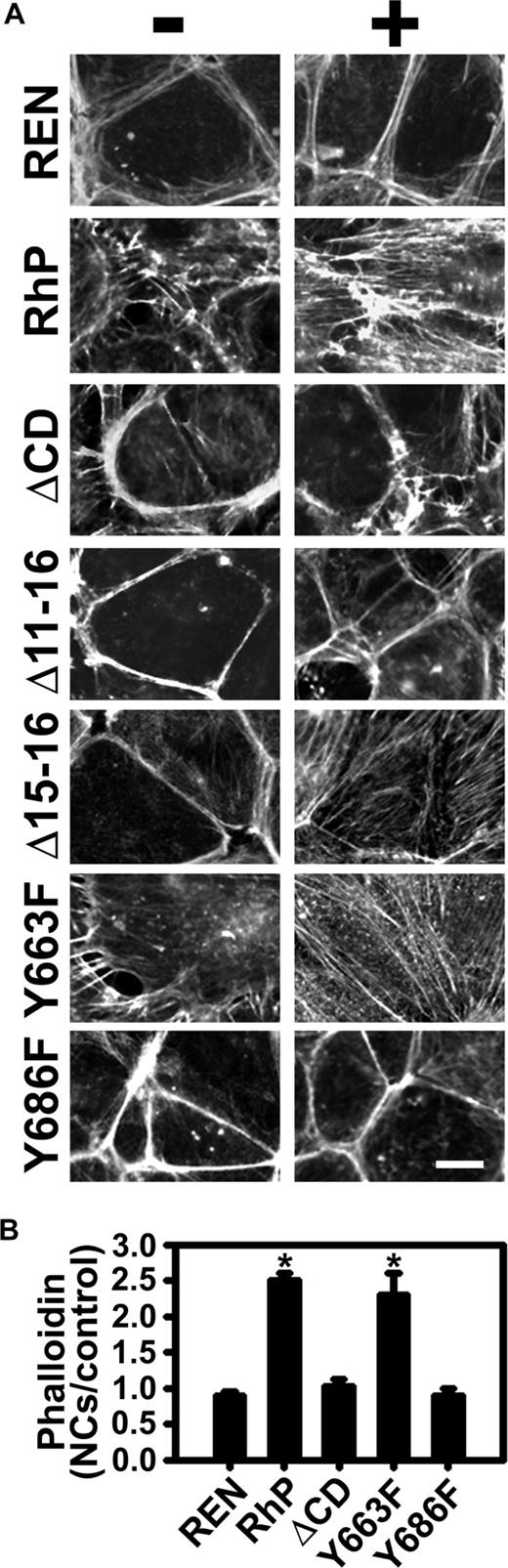 Figure 6. Induction of actin remodeling by anti-PECAM/NCs is inhibited in REN cells expressing isoforms lacking tyrosine 686. (A) Transfected and nontransfected REN cells were incubated either in the absence (−) or presence (+) of anti-PECAM/NCs for 15 minutes at 37°C, washed, fixed, and stained with Alexa Fluor 594 phalloidin to label filamentous actin. PECAM-1-negative REN cells were used as a control. Magnification bar represents 10 μm. (B) Quantification of fluorescent phalloidin indicative of filamentous actin, expressed as fold increase of fluorescence for each cell line after induction by anti-PECAM/NCs. Data are mean plus or minus SEM (n ≥ 10 cells; *P < .0001).