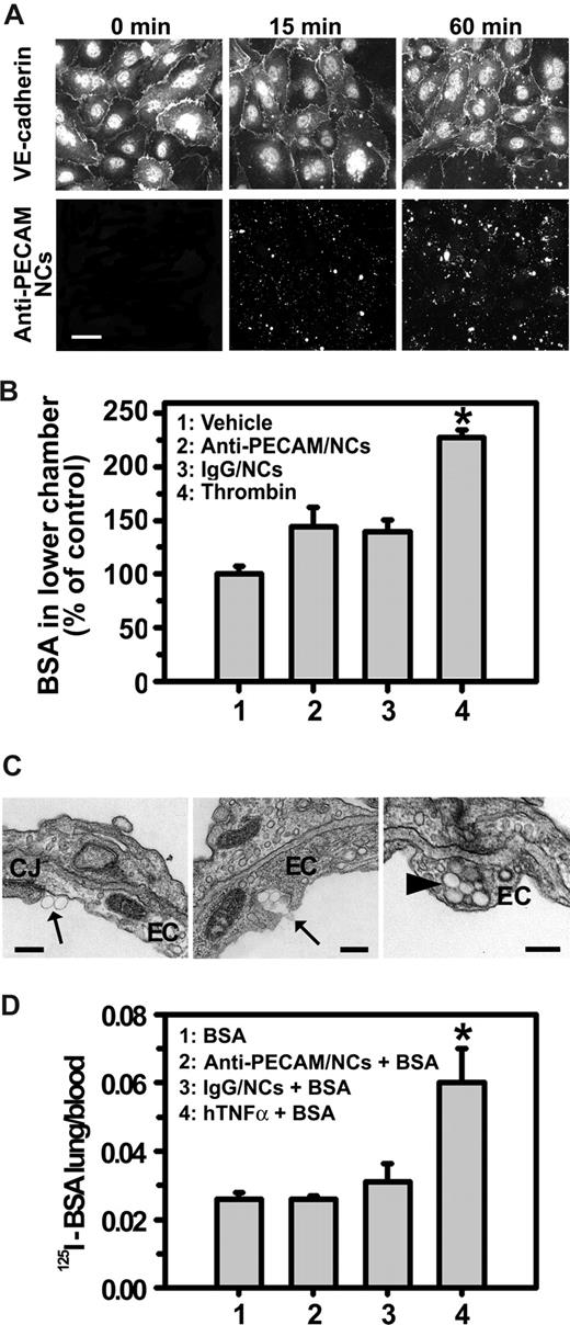 Figure 7. Anti-PECAM/NCs targeting and effects on endothelial cells in vitro and in vivo. (A) VE-cadherin staining in HUVECs incubated in the absence or presence of anti-PECAM/NCs at 37°C for 15 or 60 minutes. VE-cadherin (top panels) was continuously distributed around the entire periphery of control cells and cells exposed to NCs (lower panels). Magnification bar represents 20 μm. (B) HUVECs grown on 0.4-μm-pore transwell filters were incubated with 125I-labeled BSA either in the absence or presence of anti-PECAM/NCs, control IgG/NCs, or 100 nM thrombin as a positive control for barrier disruption. After incubation for 1 hour at 37°C, media in the lower chamber was collected and radioactivity measured to calculate the percentage of 125I-BSA transported across the endothelial monolayer with respect to total 125I-BSA added. Data were normalized to 125I-BSA transport in control cells. Data are mean plus or minus SEM (n = 4 wells; *P < .001). (C) Transmission electron microscopy of mouse lungs 3 hours after injection with anti-PECAM/NCs. Arrows indicate anti-PECAM/NCs bound to the surface of endothelial cells and being incorporated into vesicular invaginations. Arrowheads indicate anti-PECAM/NCs internalized by pulmonary endothelial cell (EC). Magnification bar represents 200 nm. (D) Lung-to-blood ratio of 125I-labeled BSA 3 hours after injection in mice either in the absence of presence of anti-PECAM/NCs, control IgG/NCs, or TNFα. Data are mean plus or minus SD (n ≥ 4 mice; *P < .05).