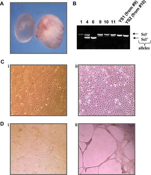 Figure 1. Characterization of an Scl−/− YS cell line. (A) Comparison of day 9.5 Scl−/− (left) and wild-type (right) embryos. (B) Genotyping PCR of Scl+/− progeny and derived cell lines, where 1, 9, 10, 11, YS1, and YS2 are homozygous null. (C) Morphology of YS1 (i) and RM26 (ii) cells. (D) Differentiation of cells on matrigel YS1 plated on matrigel (i) and RM26 plated on matrigel (ii). RM 26 is a murine mesenchymal stem cell line with known endothelial differential potential.72