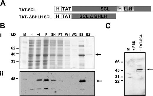 Figure 2. Reintroduction of SCL using TAT-mediated protein transduction. (A) Depiction of full-length and truncated TAT-SCL fusion proteins. (B) (i) Coomassie staining and (ii) Western blot (anti-His) of bacterially expressed TAT-SCL. M indicates marker; −I, before induction; +, induction; IPTG, 1 hour; P, pellet; SN, supernatant; W1,2, wash with 10 mM imidazole; E1,2, 250 mM. (C) Western blot of YS1 cells with anti-SCL after transduction with recombinant TAT-SCL protein.