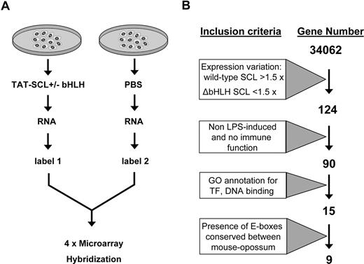 Figure 3. Schematic depicting the strategy for the transcriptional profiles of an SCL−/− YS cell line after reintroduction of Scl. (A) Outline of protein transduction/expression profiling strategy. (B) Diagram showing the stepwise bioinformatic filtering of candidate target genes.