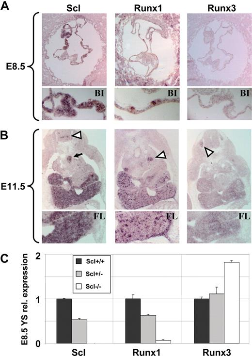 Figure 5. Expression of Scl, Runx1, and Runx3 at E8.5 and E9.5 of mouse embryonic development. Transverse sections of E8.5 (A) and E11.5 (B) mouse embryos hybridized to digoxigenin labeled antisense RNA probes for Scl, Runx1, and Runx3. (A) E8.5 whole embryo transverse sections (top panels) and close-up views of YS blood islands (bottom panels). Scl and Runx1 were specifically expressed in YS blood islands, whereas no specific expression was detected for Runx3. (B) E11.5 whole embryo transverse sections (top panels) and close-up views of fetal liver (bottom panels). Scl, Runx1, and Runx3 were all specifically expressed in the fetal liver. Scl was also expressed in the dorsal aorta (◁) and developing spinal cord (), Runx1 in the tips of the urogenital ridges (◁), and Runx3 in the developing dorsal root ganglia (◁). (C) Quantitative RT-PCR analysis for Scl, Runx1, and Runx3 expression in Scl+/+, Scl+/−, and Scl−/− E8.5 YSs. Expression was normalized against β-actin and expression in the Scl+/+ E8.5 yolks sacs was set as 1 for each gene. Error bars represent SD.