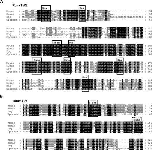 Figure 6. Conserved E-boxes and GATA sites are present in Runx1 and Runx3. Multiple sequence alignments of the region flanking the conserved E-boxes in Runx1 (A) and Runx3 (B). Predicted conserved transcription factor binding sites are boxed when present in all 4 species and marked by a dashed box when only conserved in eutherian mammals.