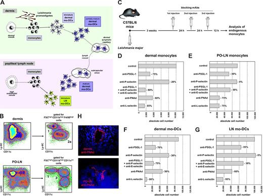 Figure 1. Analysis of endogenous monocyte migration to the dermis and PO-LNs during Leishmania major infection. (A) Diagram of monocyte recruitment and differentiation during Leishmania major infection. (B) Identification of dermal and PO-LN monocytes and mo-DCs at week 3 after infection. 1 indicates monocytes; 2, dermal mo-DCs in the dermis (2a) and after migration to the PO-LNs (2b); 3, LN mo-DCs. (C) Experimental model for the analysis of endogenous monocyte migration. (D-G) Effect of treatment (200 μg/injection) with mAbs anti–PSGL-1 (clone 4RA10), P-selectin (clone RB40.34), E-selectin (clone UZ4), PNAd (clone MECA 79), and/or L-selectin (clone MEL-14) on the absolute number of endogenous monocytes in the dermis (D), monocytes in the PO-LNs (E), dermal mo-DCs after migration to the PO-LNs (F), and LN mo-DCs (G). Data are representative of 4 independent experiments with similar results. (H) Cryostat sections of the dermis and PO-LNs of Leishmania major–infected mice at 4 weeks after infection, after intravenous injection of Alexa-594–conjugated anti-PNAd mAbs (clone MECA-79).