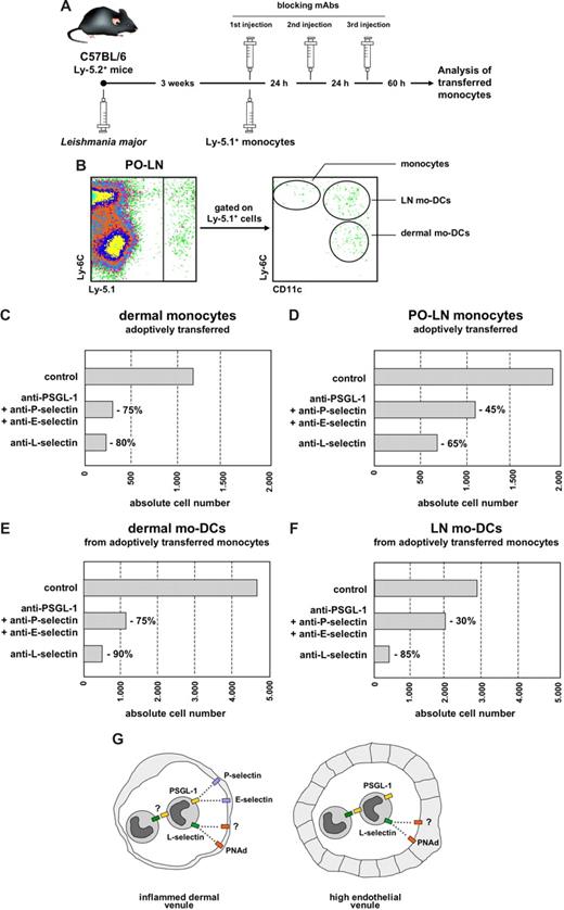Figure 2. Analysis of adoptively transferred monocyte migration to the dermis and PO-LNs during Leishmania major infection. (A) Experimental model for the analysis of adoptively transferred monocyte migration. (B) Identification of adoptively transferred Ly-5.1+ monocytes and mo-DCs at 3 weeks after infection. (C-F) Effect of treatment with mAbs against rolling molecules on the absolute number of monocytes in the dermis (C), monocytes in the PO-LNs (D), dermal mo-DCs after migration to the PO-LNs (E), and LN mo-DCs (F). (G) Proposed model for the differential participation of PSGL-1 and L-selectin on monocyte transendothelial migration through inflamed DVs and HEVs. Data are representative of 3 independent experiments with similar results.