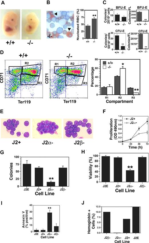 Figure 1. Altered fetal erythropoiesis in TRα−/− mice. (A) Day-12.5 fetuses of TRα+/+ (+/+) and TRα−/− (−/−) mice. (B) Neutral benzidine/Giemsa-stained fetal liver cells from day-12.5 TRα+/+ and TRα−/− embryos, with percentage of nucleated red blood cells (RBCs, arrowheads) enumerated (n = 3). (C) Erythroid colony assays (BFU-Es and CFU-Es) of fetal liver cells from day-12.5 TRα+/+ and TRα−/− embryos (n = 3). (D) Flow cytometric analysis of fetal liver cells from day-12.5 TRα+/+ and TRα−/− embryos, stained with CD71 and TER119. Erythroid populations corresponding to different stages of maturation (R1, R2, R3) were enumerated (n = 5). (E) Morphology of Giemsa-stained immortalized erythroblasts from day-12.5 TRα+/+ (J2+), TRα−/− (Jα−), and TRβ−/− (Jβ−) fetal livers. (F) Proliferation of J2+ and J2α− cells was measured by a colorimetric (OD: 490 nm) MTT-based assay (n = 6). (G) Clonogenicity of immortalized erythroid cells was determined using methylcellulose cultures (n = 3). (H) Viability of immortalized erythroid cells was determined by eosin dye exclusion (n = 6). (I) Apoptosis was assessed by annexin V staining of immortalized erythroid cells (n = 4). (J) Hemoglobin production was identified by benzidine staining in response to Epo treatment (48 hours). Means (± SD) are shown. Statistically significant (2-way ANOVA) differences are indicated (*P ≤ .05; **P ≤ .01).