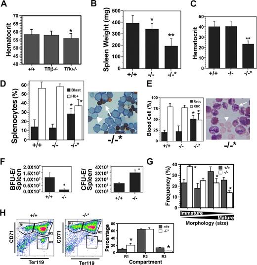 Figure 2. Altered adult erythropoiesis in TRα−/− mice. (A) Hematocrit level of 10-week-old TRα+/+ (n = 32), TRβ−/− (n = 28), and TRα−/− (n = 38) mice. (B) Spleen weight of TRα+/+ (+/+), TRα−/− (−/−), and TRα−/− “poor responder” (−/−*) mice 3 days after phenylhydrazine treatment (n = 6). Spleen weights before treatment were 100 to 120 mg. (C) Hematocrit level of mice taken 3 days after phenylhydrazine treatment (n = 6). (D) Enumeration of hemoglobin-positive (Hb+, arrow) and proerythroblasts (blast, arrowhead) in the spleens of phenylhydrazine-treated mice (n = 3). (E) Percentage of circulating reticulocytes (arrow) and erythrocytes (arrowhead) from mice 3 days after phenylhydrazine treatment (n = 3). (F) Total erythroid progenitors (BFU-Es and CFU-Es) in the spleens of TRα+/+ (+/+) and TRα−/− (−/−) mice 3 days after phenylhydrazine treatment (n = 3). (G) Morphology of erythroblasts from TRα+/+ (+/+) and TRα−/− (−/−) cultured for 3 days ex vivo (n = 3). (H) Flow cytometric analysis of spleen cells from TRα+/+ (+/+) and TRα−/−“poor responders” (−/−*) stained with CD71 and Ter119 (n = 4). Means (± SD) are shown. Statistically significant (2-way ANOVA) differences are indicated (*P ≤ .05; **P ≤ .01).