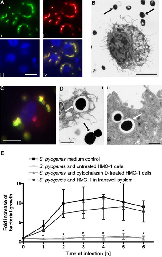 Figure 1. In vitro interactions of bacteria with human MCs (HMC-1). (A) Double immunofluorescence staining for determination of extracellular/intracellular location of S pyogenes associated with MCs (bar, 3.5 μm). Extracellular bacteria were stained with polyclonal rabbit anti–S pyogenes antibodies, followed by Alexa green–conjugated goat antirabbit antibodies (Sigma-Aldrich). After several washes, the cells were permeabilized by 0.025% Triton X-100 in PBS and washed again, and intracellular (as well as extracellular) bacteria were stained by anti–S pyogenes antibodies, followed by Alexa red–conjugated goat antirabbit antibodies (Sigma-Aldrich). Exclusively extracellular bacteria are labeled in green (i), extracellular plus intracellular bacteria are labeled in red (ii), and MC nuclei are labeled in blue (iii). An overlaid merged image where extracellular bacteria are labeled yellow and intracellular bacteria in red is shown (iv). (B) Transmission electron microscopic examination of cross-sections of HMC-1 cells cocultured with S pyogenes (bar, 2.5 μm). Bacteria are indicated by black arrows. Notice that all streptococcal microorganisms are extracellularly located. (C) Immunofluorescence staining for determination of extracellular (yellow) and intracellular (red) location of S aureus associated with MCs (bar, 3.5 μm). (D) Transmissionelectron microscopic examination of cross-sections of HMC-1 cells showing internalized S aureus (i,ii; white arrows). Extracellular bacteria (i) are indicated by a black arrow (bars, 1 μm). (E) Growth of S pyogenes in medium alone, in coculture with MCs, in coculture with cytochalasin D–treated MCs, or in coculture with MCs separated by a transwell system. Data are expressed as x-fold increase in bacterial growth with respect to the original inoculum. Each point represents the mean plus or minus SD of 3 independent experiments. *P < .05 by F-test for S pyogenes growth in medium control versus S pyogenes growth in the presence of either untreated or cytochalasin D–treated HMC-1 cells.